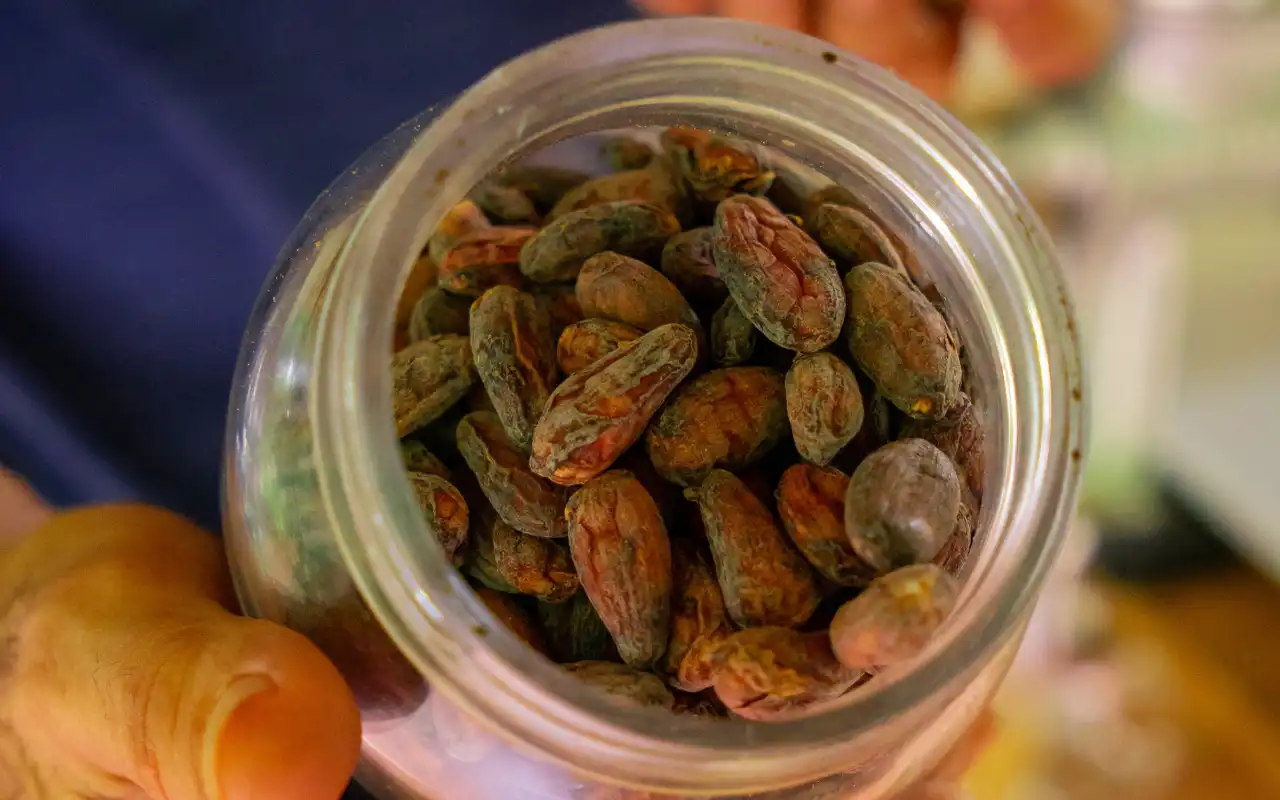 Tour a Minca: Experiencia de Café, Cacao y Cascadas - 2