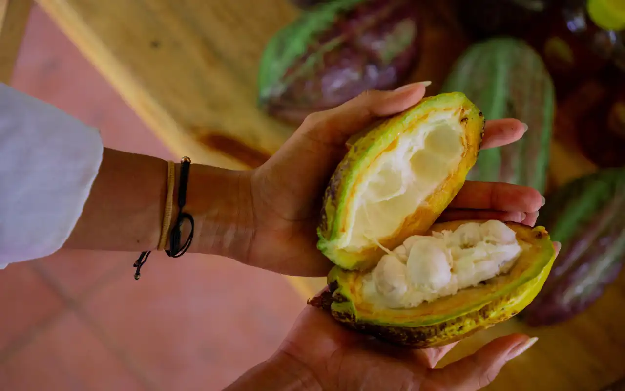 Tour a Minca: Experiencia de Café, Cacao y Cascadas - 11