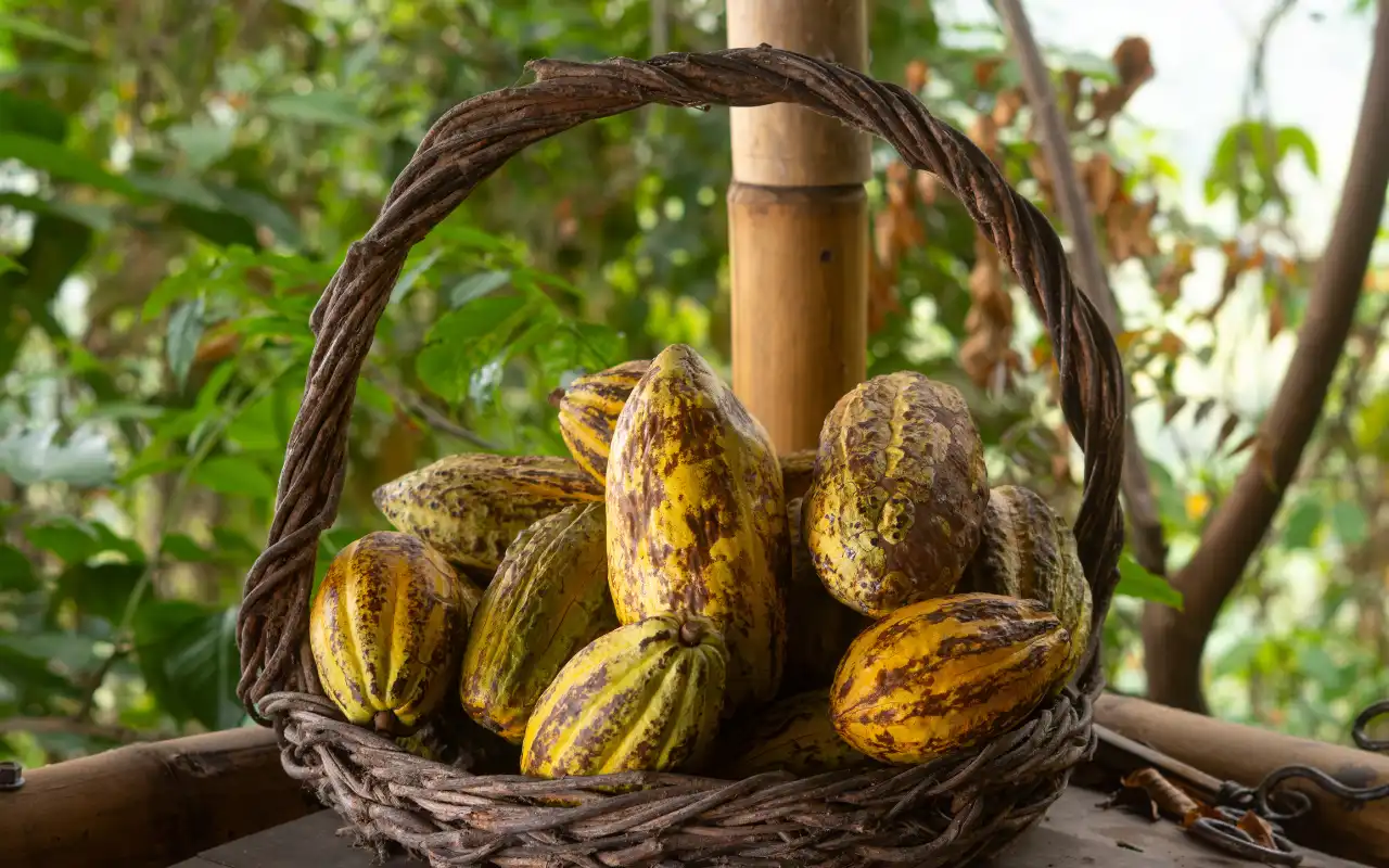 Excursión a Minca desde Santa Marta: Naturaleza, Café  y Pozas Naturales - 3