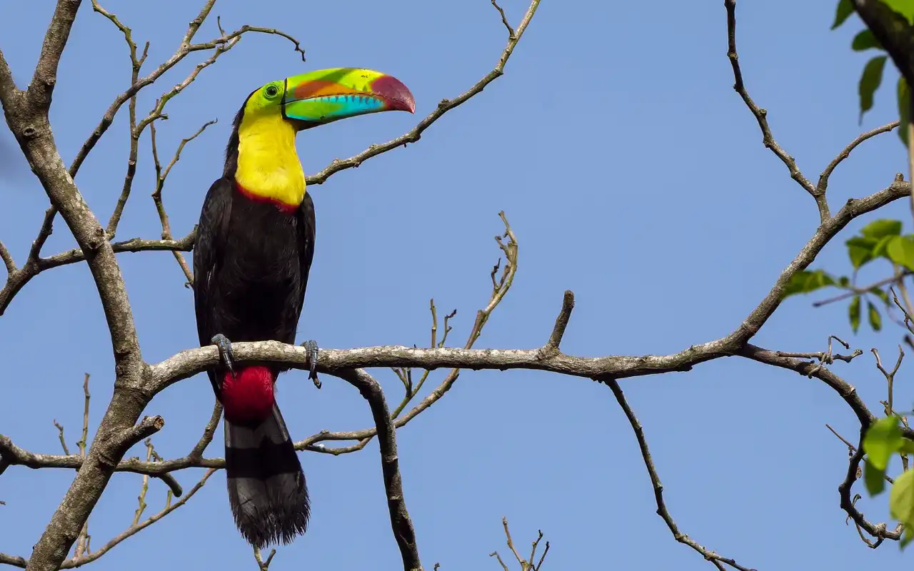 Excursión a Minca desde Santa Marta: Naturaleza, Café  y Pozas Naturales - 8
