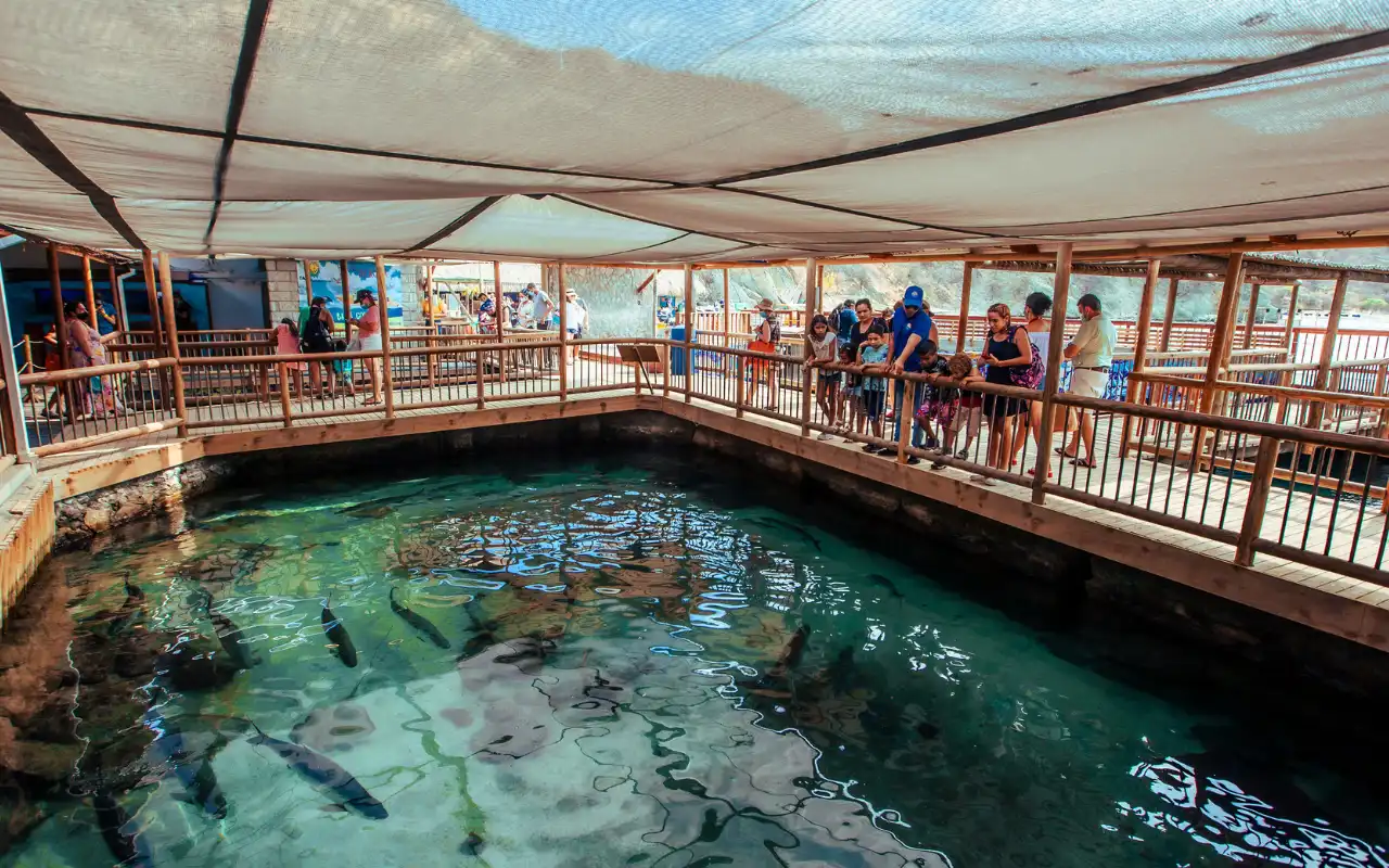 Tour Acuario Santa Marta: Centro de Vida Marina y Playa Blanca - 9
