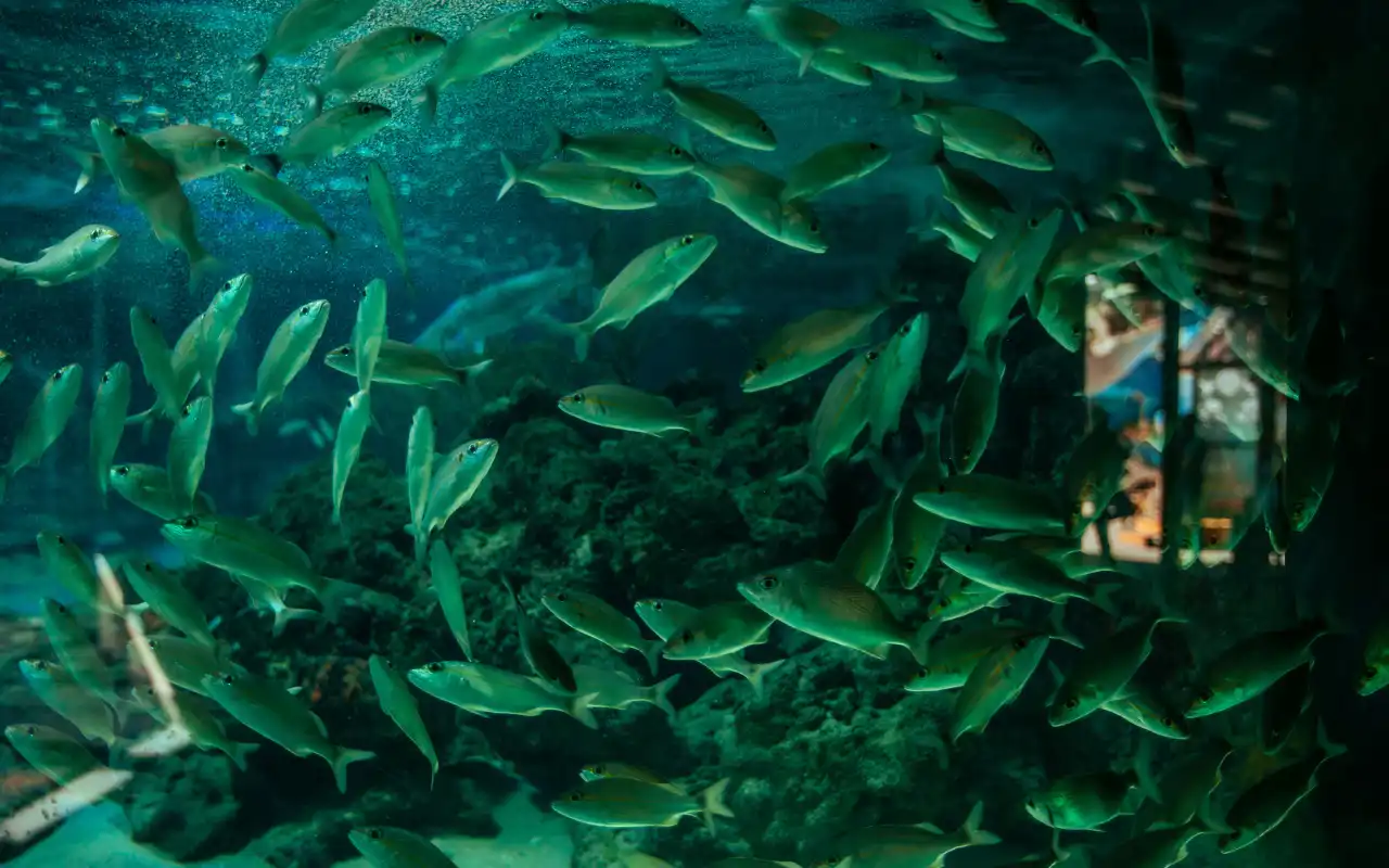 Tour Acuario Santa Marta: Centro de Vida Marina y Playa Blanca - 10