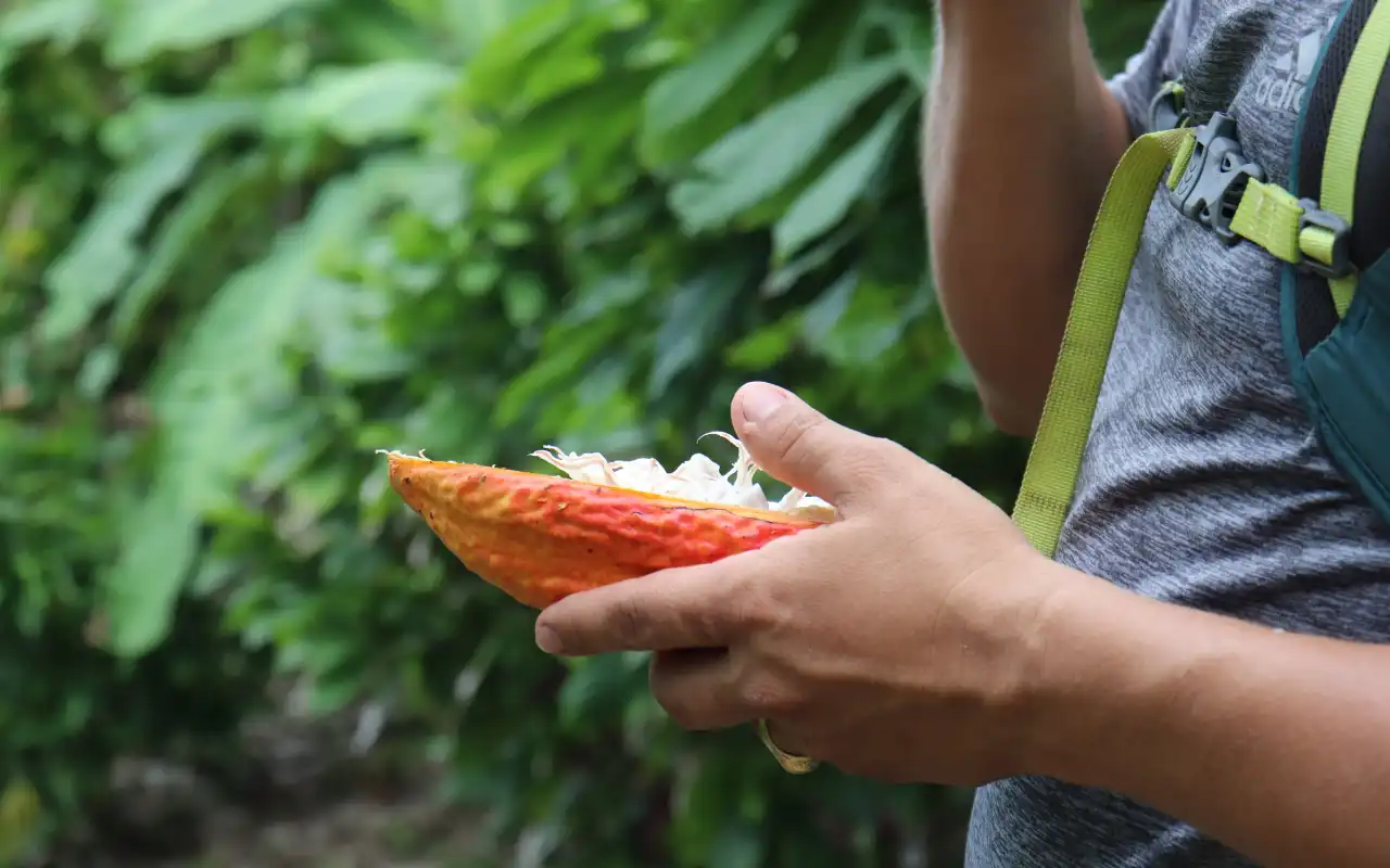 Tour Buritaca y Tayronaka: Cacao y Arqueología - 3