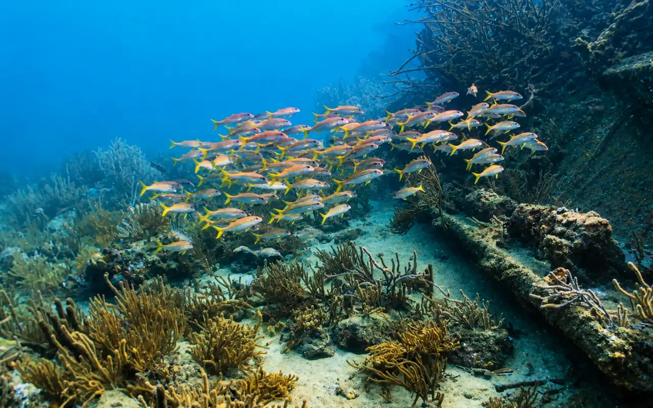 Snorkeling Tour in Santa Marta & Tayrona Reefs - 3