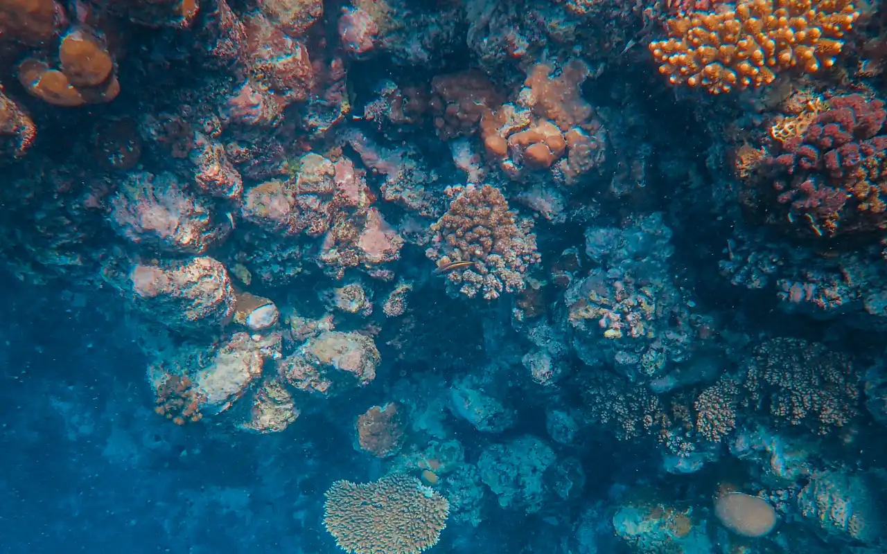 Snorkeling Tour in Santa Marta & Tayrona Reefs - 4