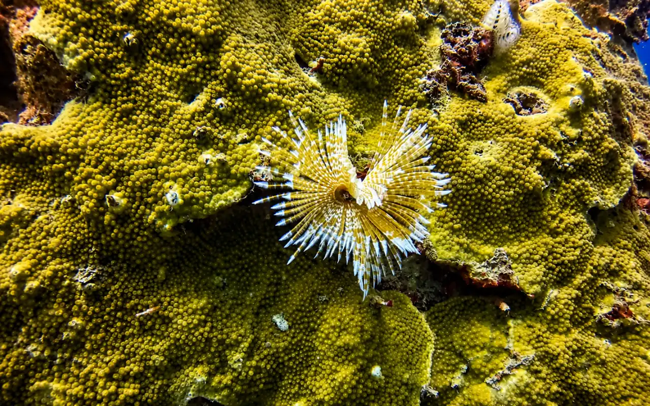 Snorkeling Tour in Santa Marta & Tayrona Reefs - 6