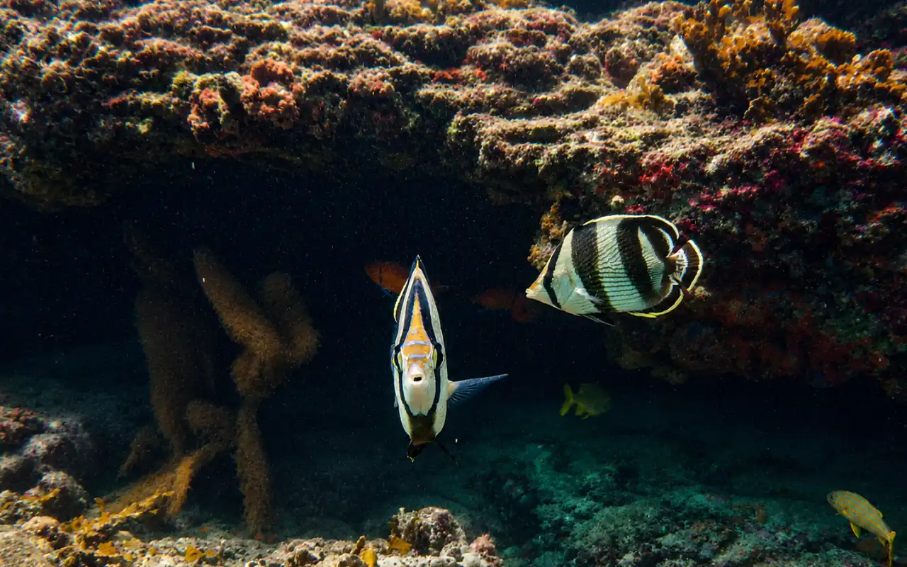 Snorkeling Tour in Santa Marta & Tayrona Reefs - 7