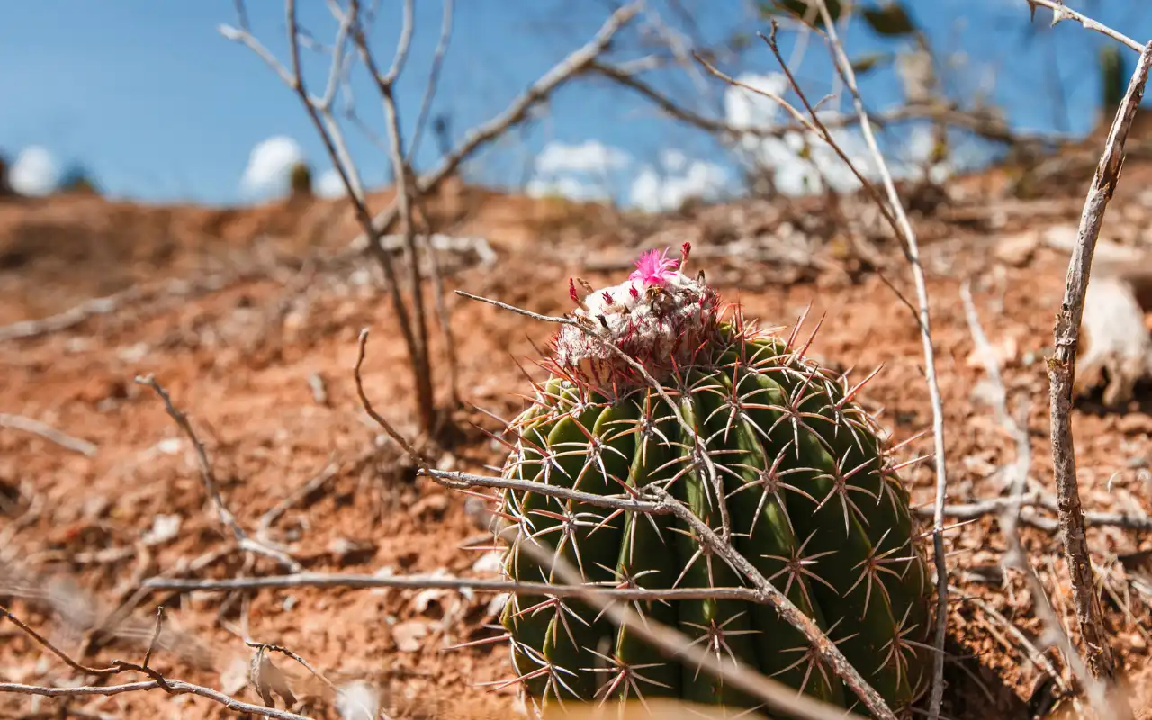 Tatacoa Desert: Day Tour from Villavieja - 6