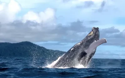 Whale Watching Bahía Solano: Humpback Whales