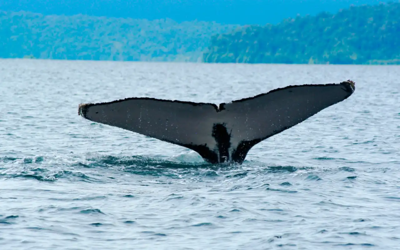 Avistamiento de Ballenas Bahía Solano: Ballenas Jorobadas - 6