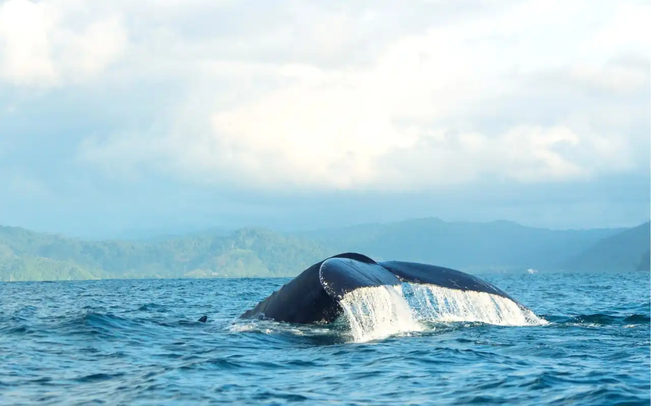 Avistamiento de Ballenas Bahía Solano: Ballenas Jorobadas - 7