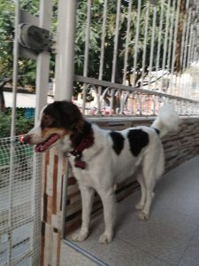 Imagen del blog