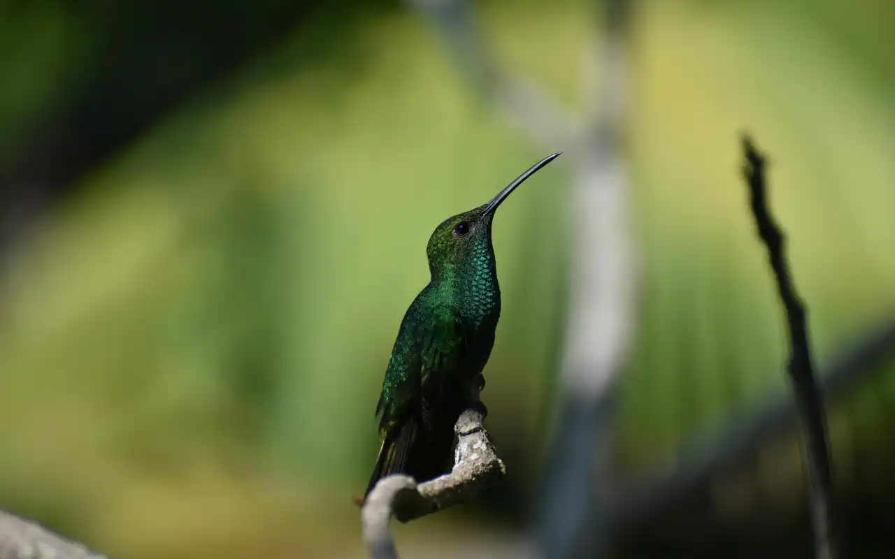 Hummingbird - Nature of Colombia