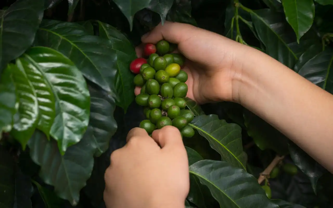 Coffee farms in Huila Colombia