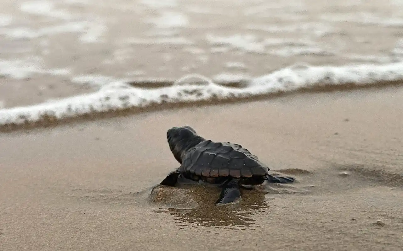 Sea turtle conservation in Bahía Solano