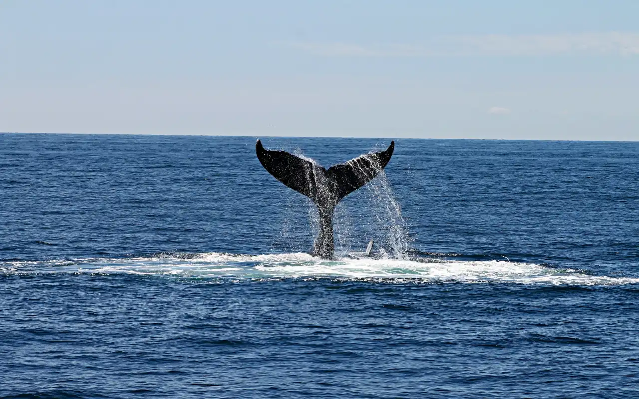 Whale watching in Bahía Solano